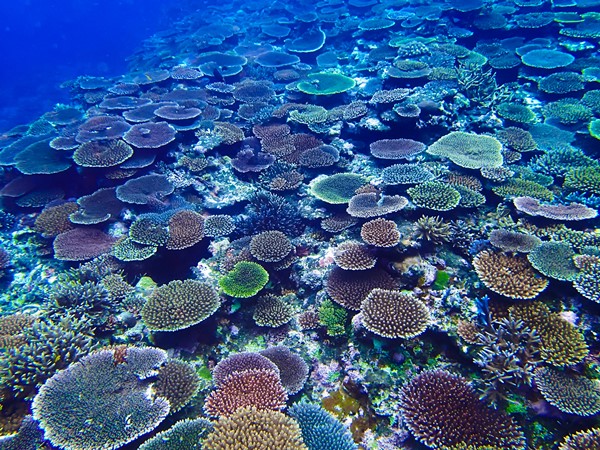 石垣島の珊瑚