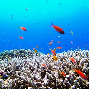 石垣島のサンゴ礁