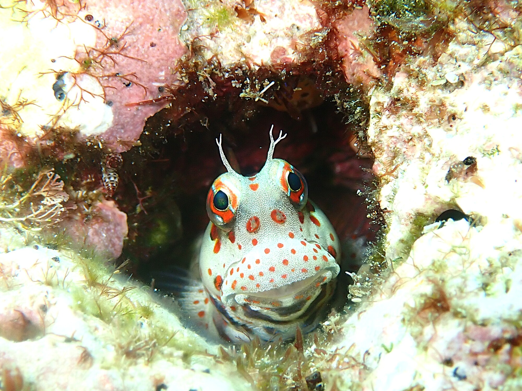 ブログ